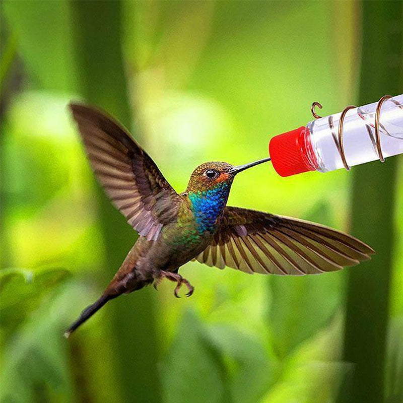Kolibri-Feeder