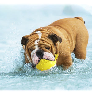 Hund Schwimmspielzeug