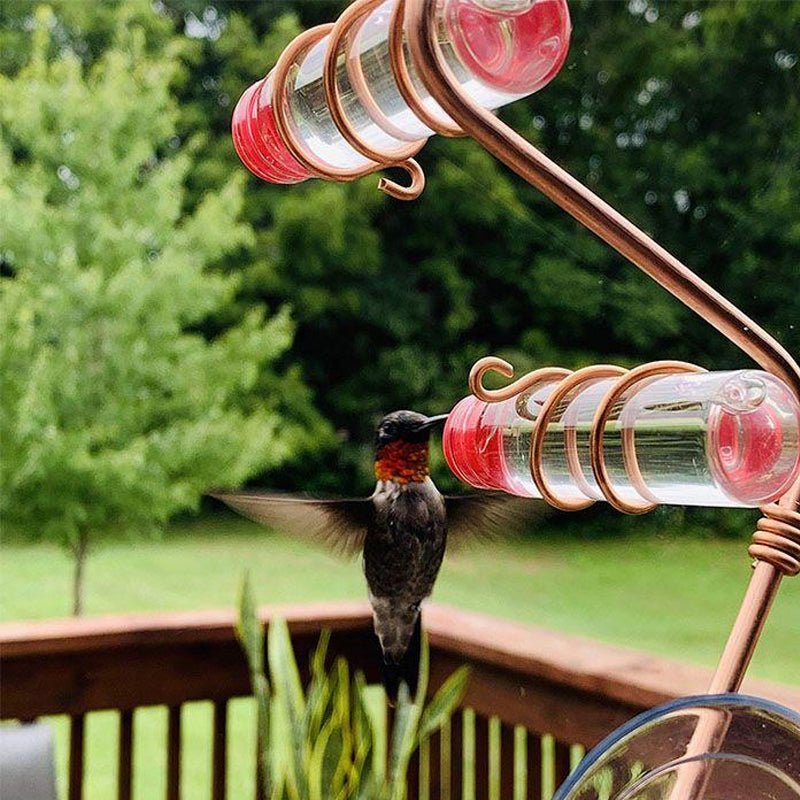 Kolibri-Feeder