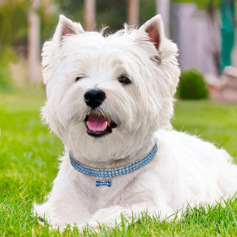 Süße Kristall Hundehalskette